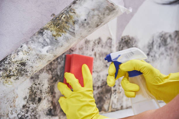 Best Black Mold Removal  in Aspen Hill, MD